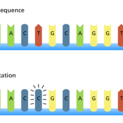 Mutations genetic