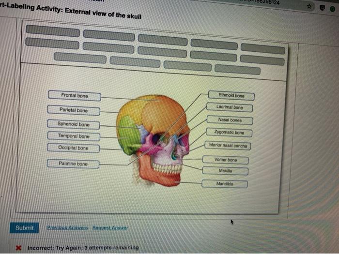 Art-labeling activity: external view of the skull