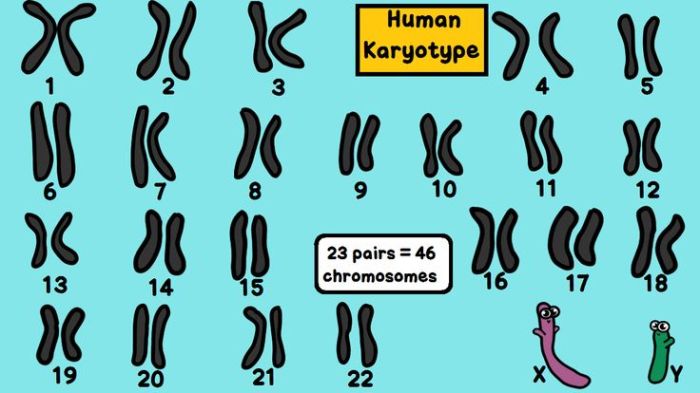 Amoeba sisters dna chromosomes genes and traits worksheet answers