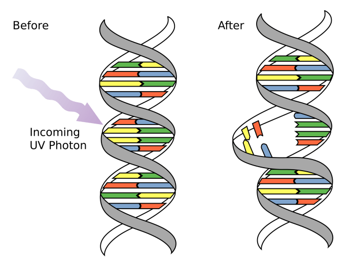 Which statements about mutations are true check all that apply