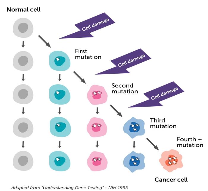 Mutation mutations deletion substitution biology genetic socratic differ diseases biological quizizz chinook kemper