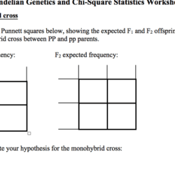 Mendelian genetics probability pedigrees and chi-square statistics answers