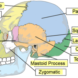 Anatomy labeling solved transcribed