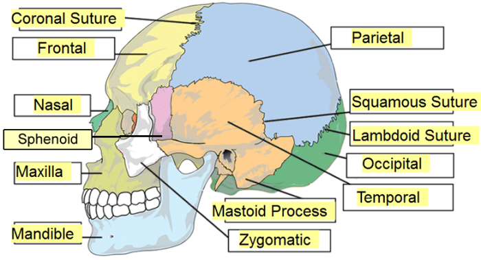 Anatomy labeling solved transcribed